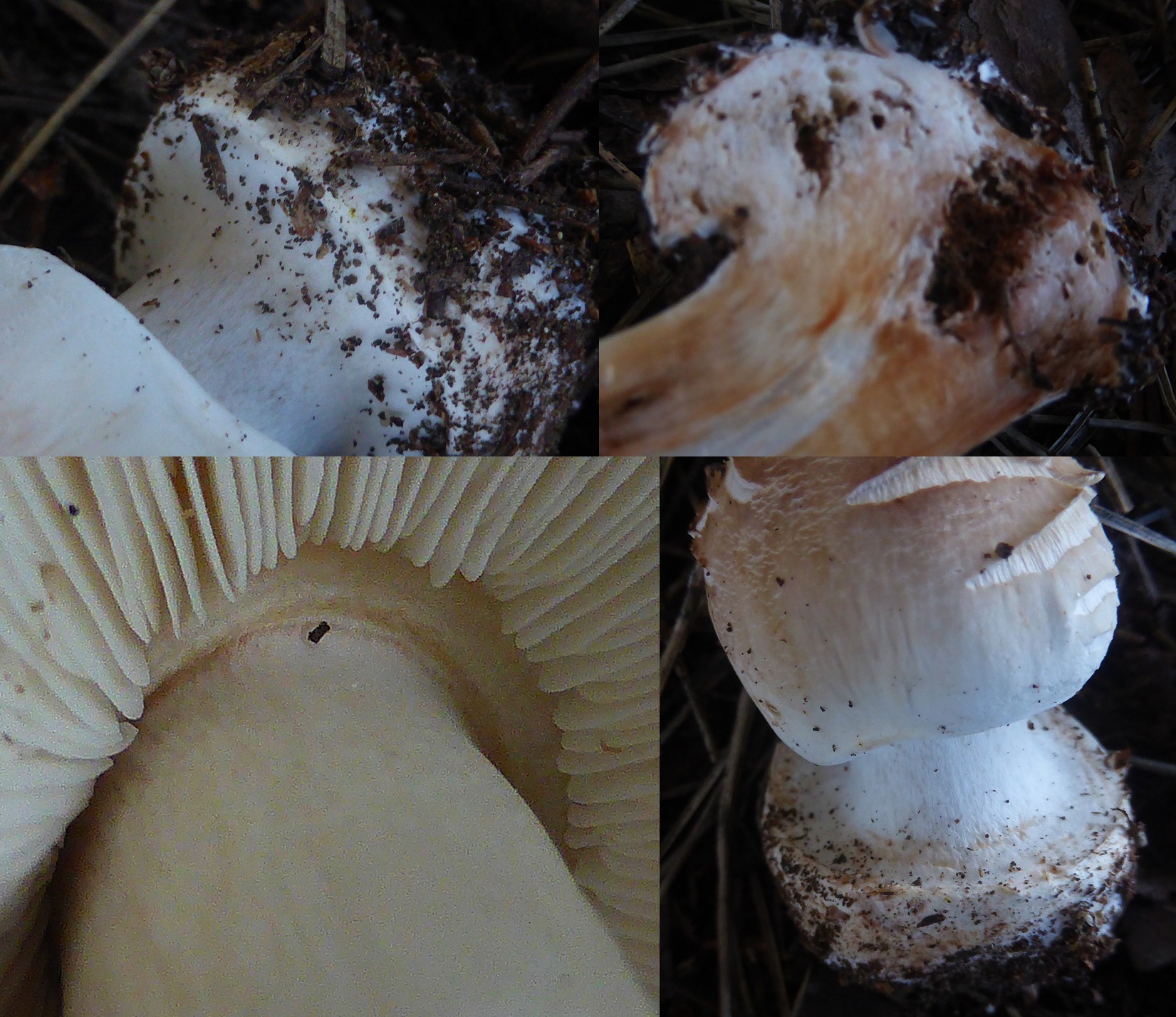 Chlorophyllum venenatum 2 brunneum molybdites rhacodes Gift Riesenschirmling Portugal Algarve Knolle gerandet Feldmykologe Pilzschule