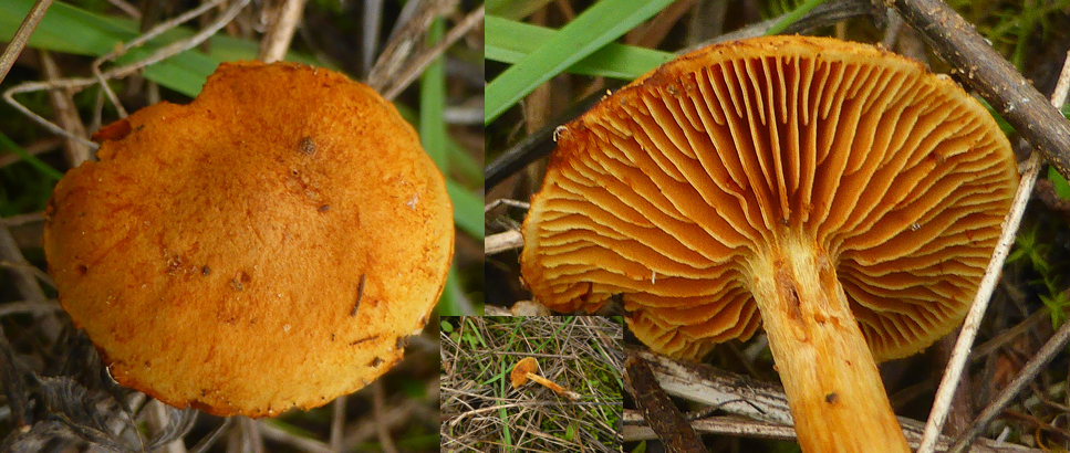 Gymnopilus  flavus 1 Gras Flaemmling Portugal Algarve Portimao Atlantik Kueste Graswurzeln Pholiota Schueppling Macchia Krieglsteiner Feldmykologe Saproiont