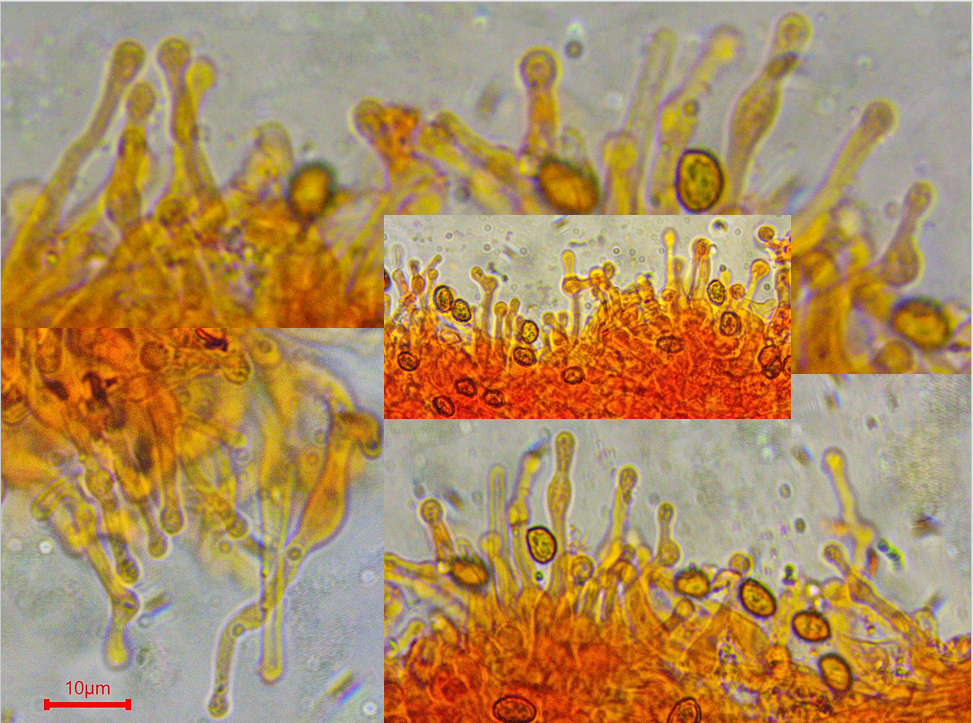 Gymnopilus flavus 2 Gras Flaemmling Cheilozystiden Mikroskopierkurs Kongorot Portugal Algarve Macchia Poaceae Krieglsteiner Feldmykologe Exkursion