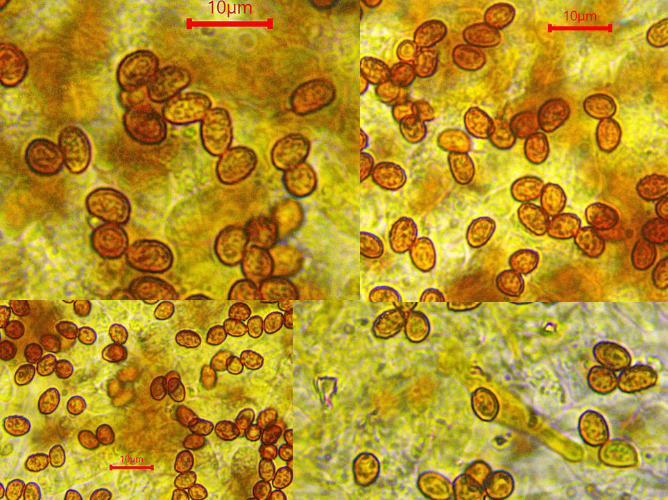 Gymnopilus flavus 3 Gras Flaemmling Pleurozystiden Sporen ornamentiert klein warzig gelb braun Portugal Algarve Macchia Saprobiont Kalk