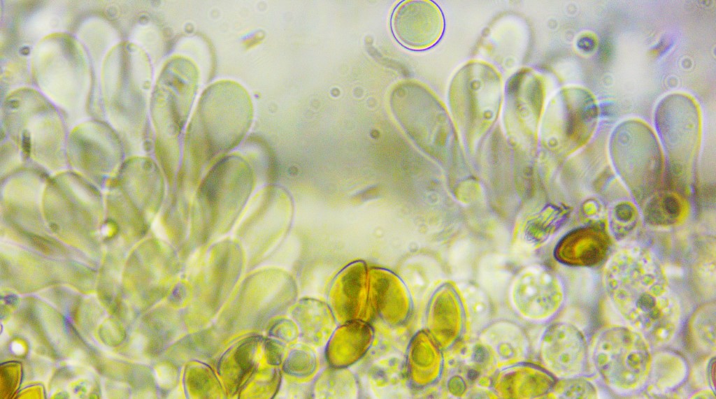 Hemistropharia albocrenulata 3 Pholiota Weissgezaehnelter Traeuschling Cheilozystiden Lamellenschneide steril weiss Mikroskop Krieglsteiner Pilzschule