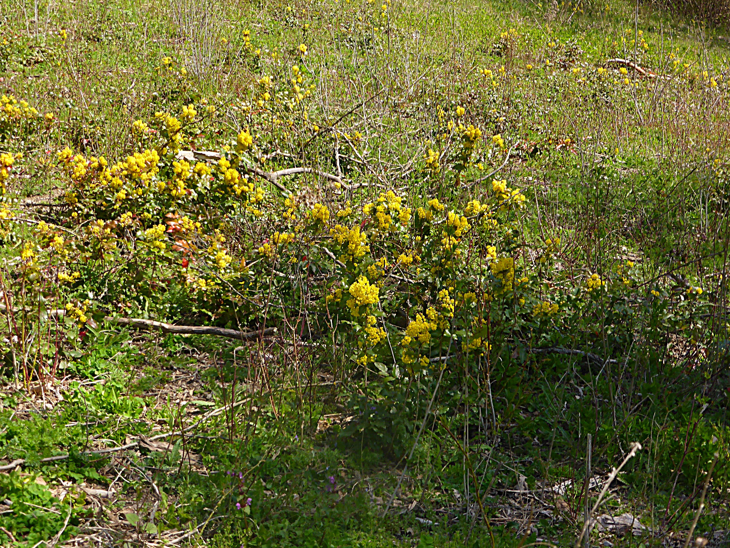 Mahonia aquifolium invasiv in Kalk Trockenrasen Taubertal Crispenhofen Neophyt Verdraenung heimische Flora