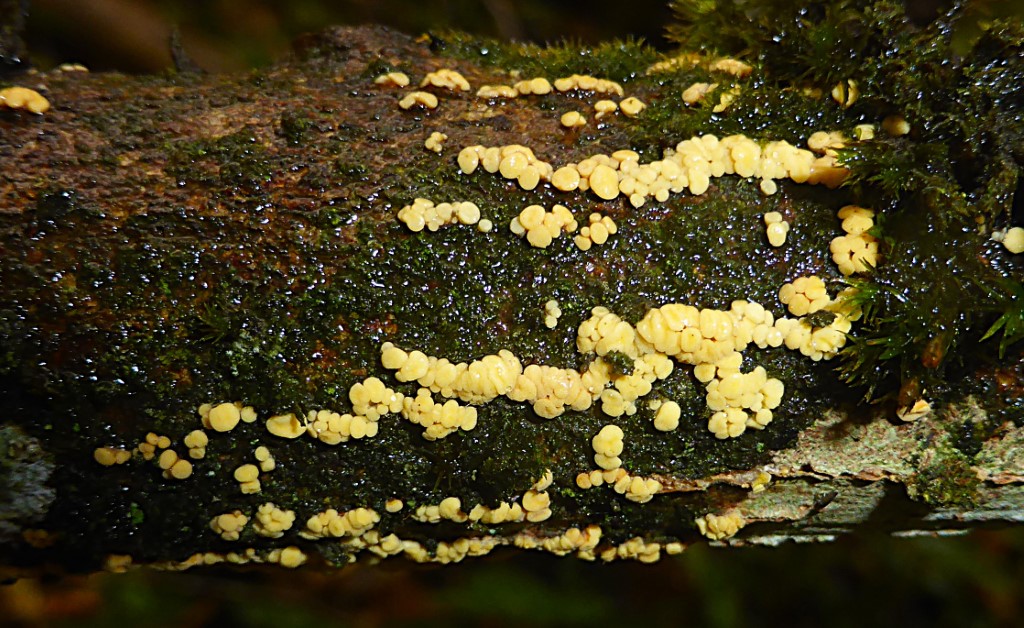 Pezicula acericola 1 Ahorn Rindenbecherchen Bergahorn Acer pseudoplatanus Schwaebische Alb Baden Wuerttemberg Deutschland inoperculate Becherlinge Apikalapparat Feldmykologe Pilzkurs