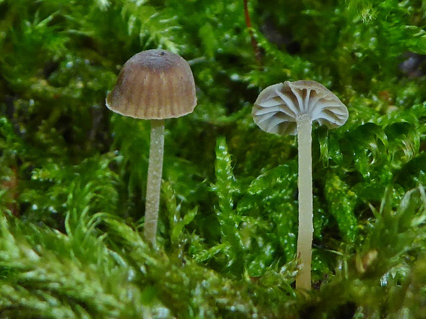 Phloeomana clavata CS Sofin 5 17.13.9. Custom