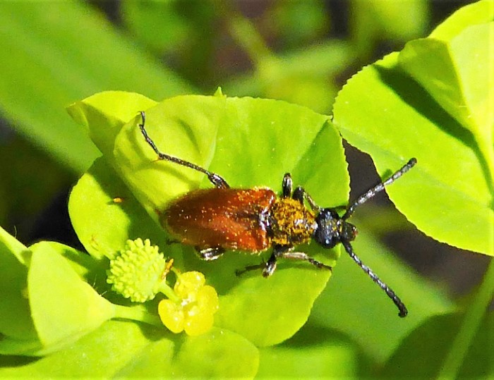 Pseudovadonia livida Halsbock Kleiner Bockkaefer Cerambycidae Euphorbia amygdaloides Mandelwolfsmilch Spraitbach Naturgarten Insektenvielfalt