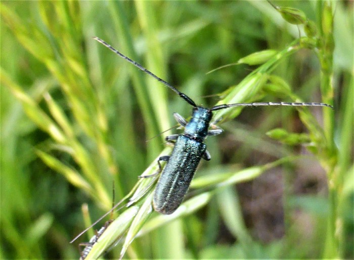 Agapanthia Phytoecia Scheckhornbock Coleoptera Cerambycidae Spraitbach Artenvielfalt Biodiversitaet Naturgarten ohne Gift Duenger