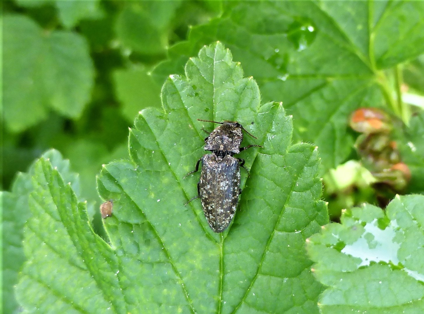Agrypnus murinus Schnellkfer Mausgrauer Coleoptera Elateridae Spraitbach Brunnenweg Artenvielfalt