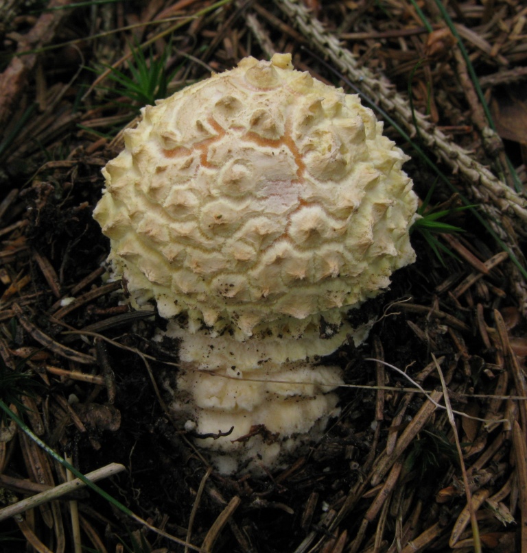 Amanita-muscaria-jung-Gesamthülle-Harz-Muscimol-Ibotensure-Muscarin