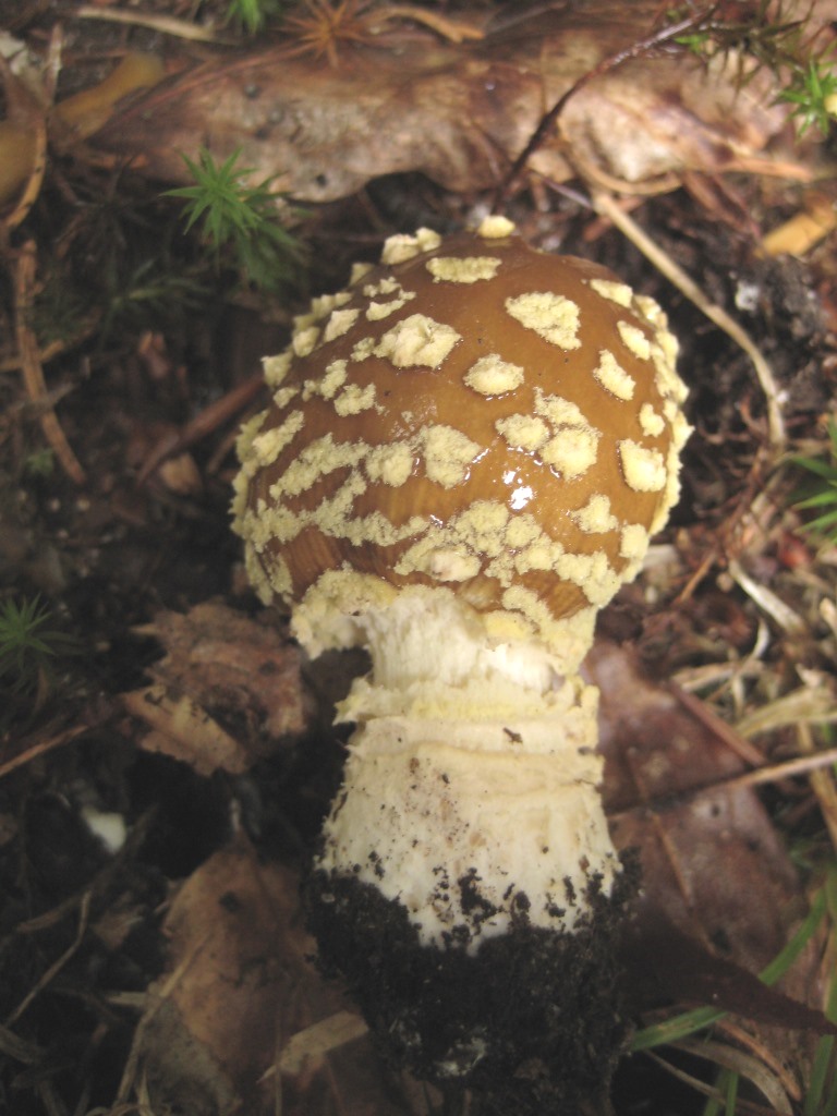 Amanita-regalis-3-Königs-Fliegenpilz-Bayerischer-Wald-Bayern-giftig