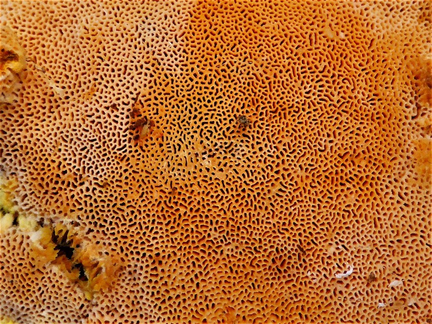 Auriporia aurulenta 6 Duftender Goldporling Bayerischer Wald Spiegelau Fichte Poren rundlich Nationalpark BioHolz Pilzschule PIlzkurse Mikroskopierkurs