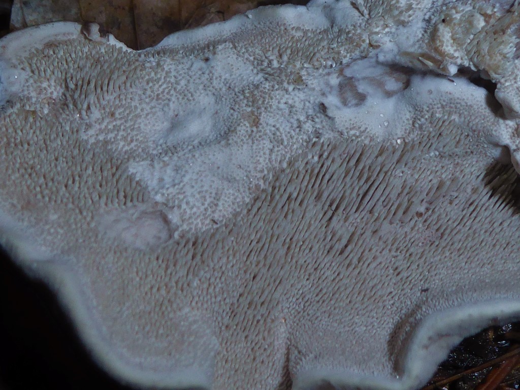 Bankera cinerea violascens Urwald NSG Nationalpark Rote Liste Krieglsteiner stark gefaehrdet Mykorrhiza Thelephorales