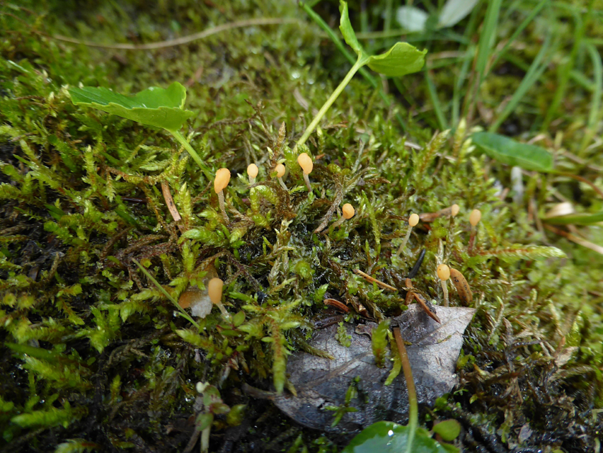Bryoglossum gracile 1 Zarter Moos Haubenpilz Mitrula paludosa sauer basenreich Niedermoor Skandinavien Schweden Bjuralven Jamtland Bohlen Laubmoose Lebermoose Krieglsteiner Feldmykologe