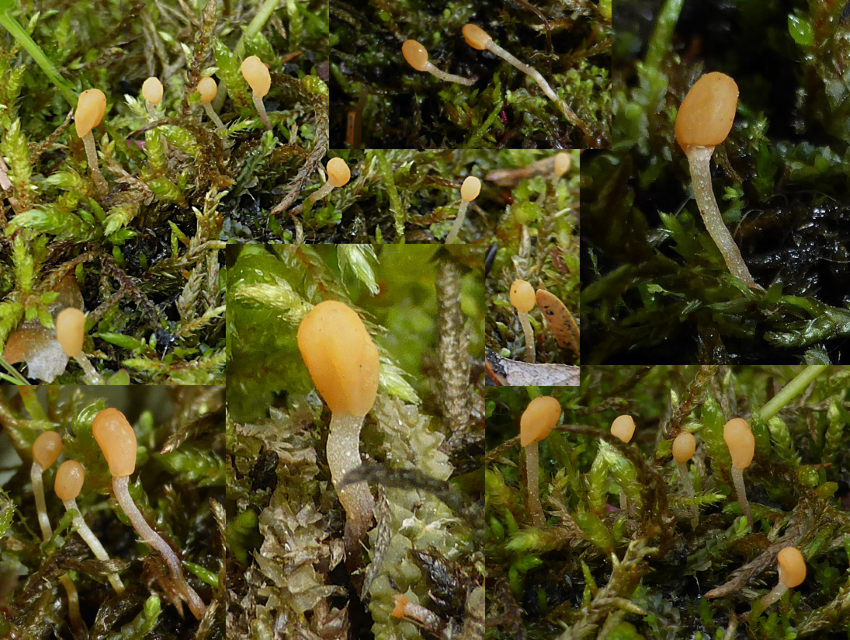 Bryoglossum gracile 2 Zarter Moos Haubenpilz Mitrula paludosa Schweden Skandinavien Jamtland Bohlenpfad orange creme Niedermoor basenreich Krieglsteiner Pilzkunde Schwabischer Wald DGfM