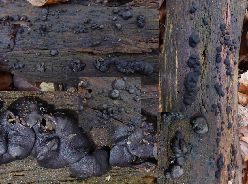 Bulgariella pulla 1 Kleiner Schmutzbecherling Ascomycota Helotiales Betula Birke Nationalpark Eifel Saprobiont entrindeter Ast Luzulo Fagetum Krieglsteiner Auftragskartierung selten
