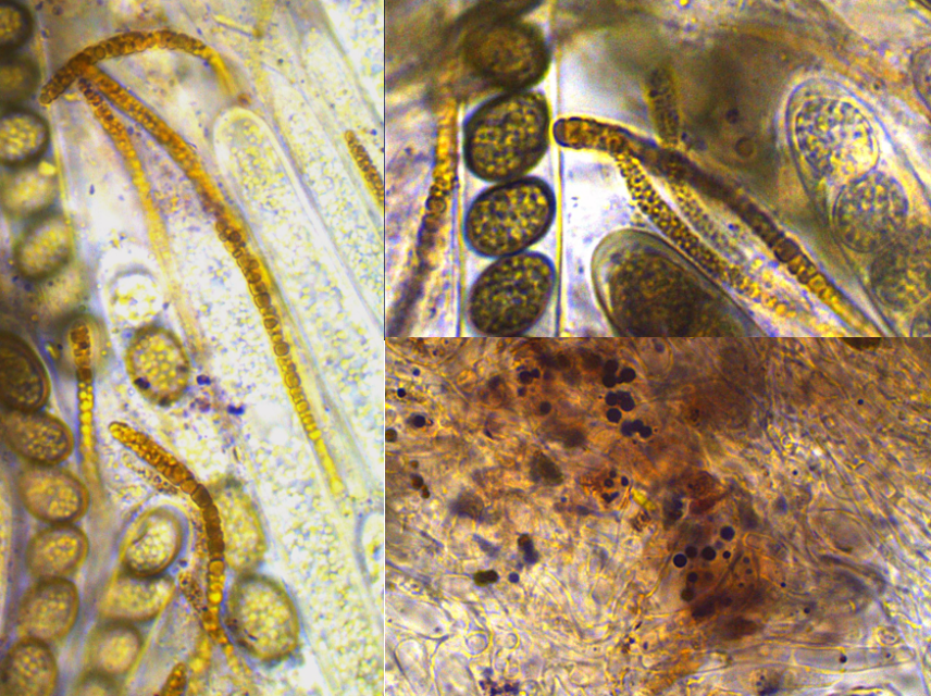 Bulgariella pulla 3 Paraphysen braunes Pigment violette Pigmente Excipulum Asci jog negativ Krieglsteiner Feldmykologe Fachberater Mykologie Ausbildung Buche Eifel Auftragskartierung