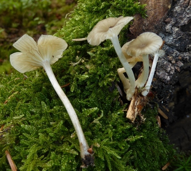 Chrysomphalina-strombodes-Mittelbronn-Graugestreifter-Nabeling-Gelbblaettriger-xanthophyllum-Schwaebischer-Wald-Gmuend-Stuttgart