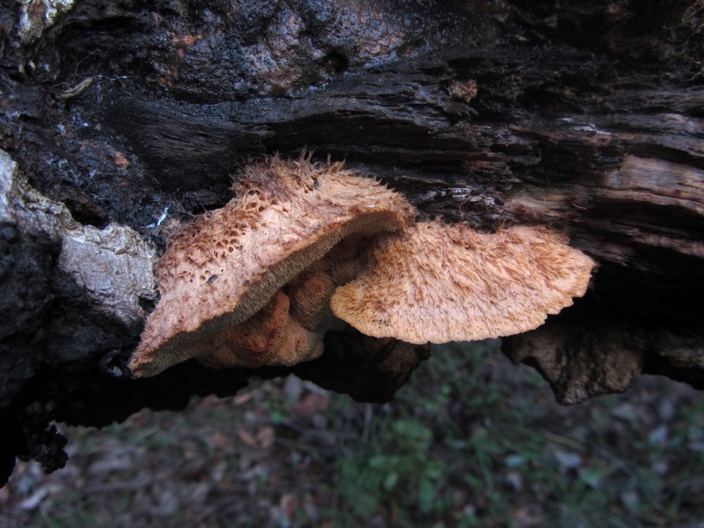 Climacodon-pulcherrimus-Algarve-Portugal-Korkeiche-Quercus-suber-Pilzseminar