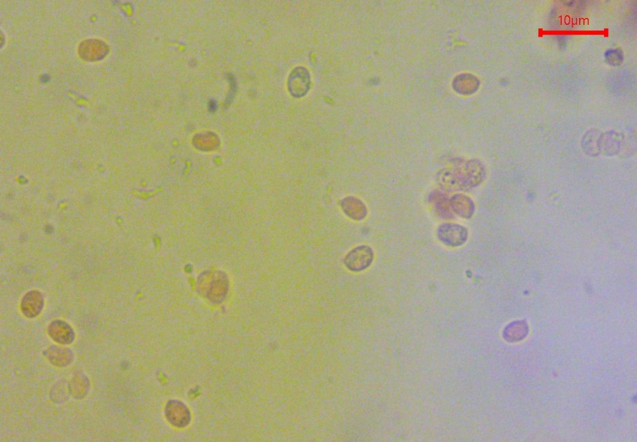 Clitocybe americana 12 subbulbipes Fleischroter Holztrichterling Sporen klein schwer bestimmen Tintling Pilzkartierung Deutschland Schluchtwald