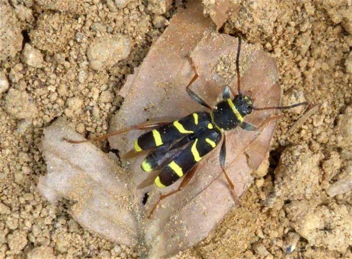 Clytus arietis Widderbock Bockkaefer Cerambycidae Spraitbach Naturgarten Biodiversitaet nafoku Insektarium