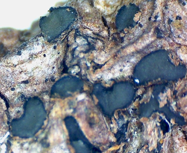 Colpoma crispum 5 trocken Digital Mikroskop Lirellen Rhytismatales Apothezien Hohe Tatra Slowakei Pilzschule Schwaebischer Wald Krieglsteiner Mikroskopierkurs