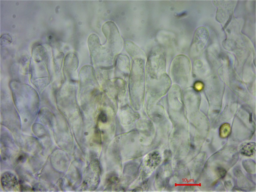Crepidotus macedonicus Cheilozystiden geteilt knorrig Stummelfuesschen sterile Lamellenschneide Mikroskopierkurs Krieglsteiner Pilzschule Schwaebischer Wald