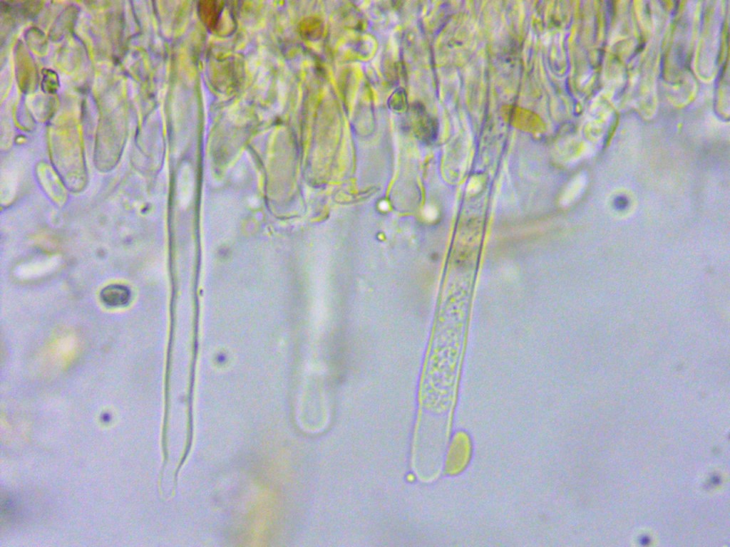Crustoderma dryinum Mikroskopie Zystiden Basidien Sporen Ockerfarbene Krustenhaut Meruliaceae Polyporales Krieglsteiner Bannwald Welzheim Medium
