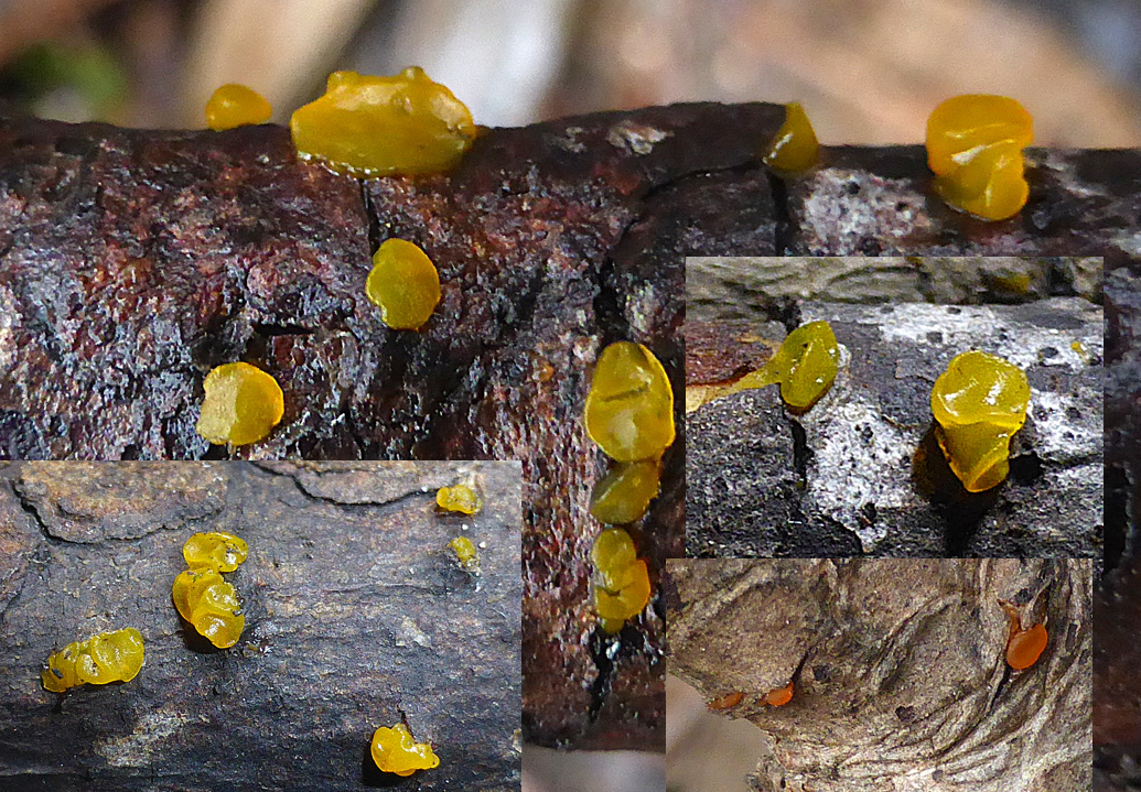 Dacrymyces estonicus Estonische Gallerttraene Gallertpilze Portugal Algarve Seekiefer Pinus pinaster Ast stehender Baum Saprobiont Heterobasidiomycet Klebriger