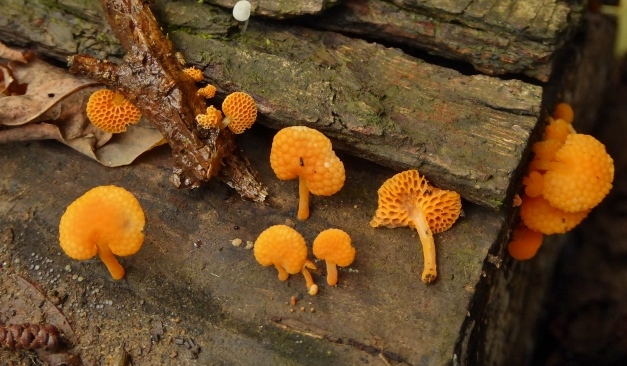 Favolaschia-calocera-10-Orangeroter-Porenhelmling-Mycenaceae-Italien-Ligurien-Robinia-Pilzforschung