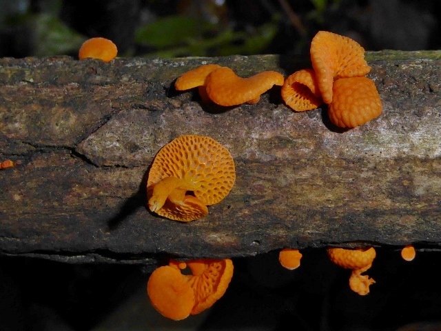 Favolaschia-calocera-6-Orangeroter-Porenhelmling-Mycenaceae-Italien-Ligurien-Robinia