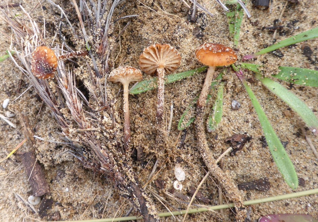 Flammulina-mediterranea-Laccariopsis-Portugal-Algarve-Alentejo-Atlantikküste-Stand