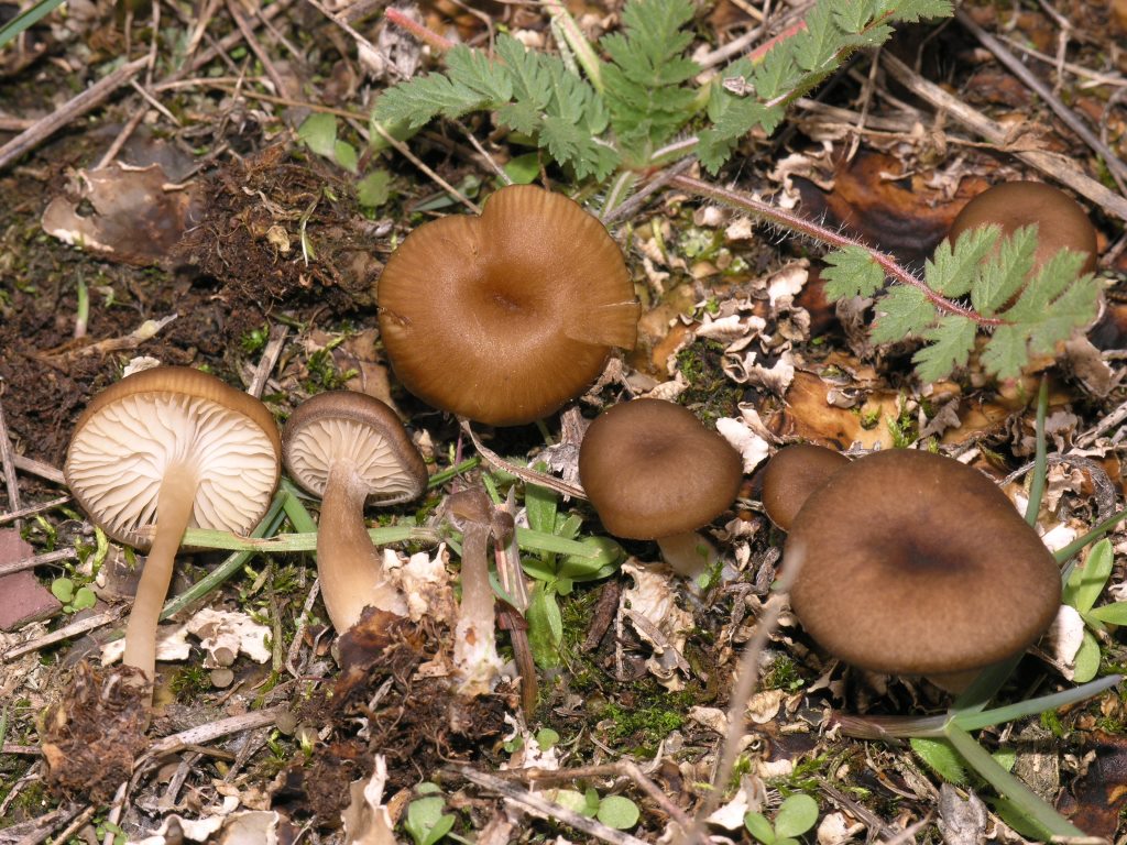 Gamundia-arctica-leucophylla-striatula-Peltigera-Schößler-Hessen