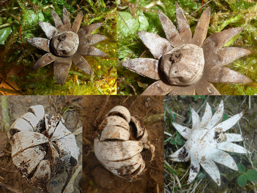 Geastrum floriforme Blumen Erdstern nafoku Pilzschule Schwaabischer Wald Ulm Magnolie Pilzkurse Feldmykologe fimbriatum quadrifidum pectinatum rufescens gehoft gekammt ornamentiert Pilz Seminare