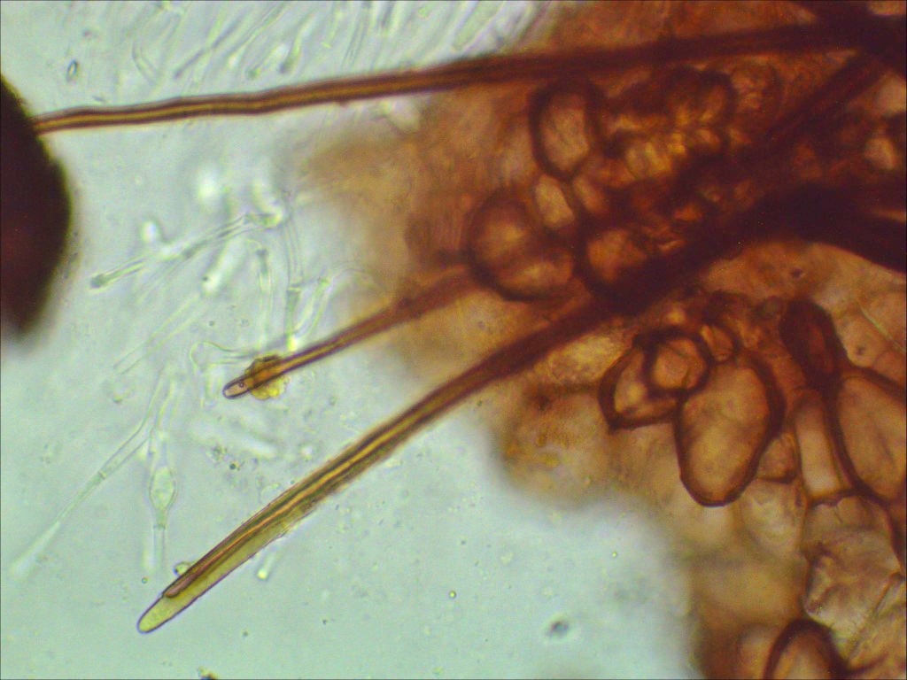 Genea hispidula Haare Rauhaarige Blasentrueffel Borstlinge Trichophaea Sporen Ornament Mykorrhiza Hainbuche Hoernicke Nationalpark Eifel