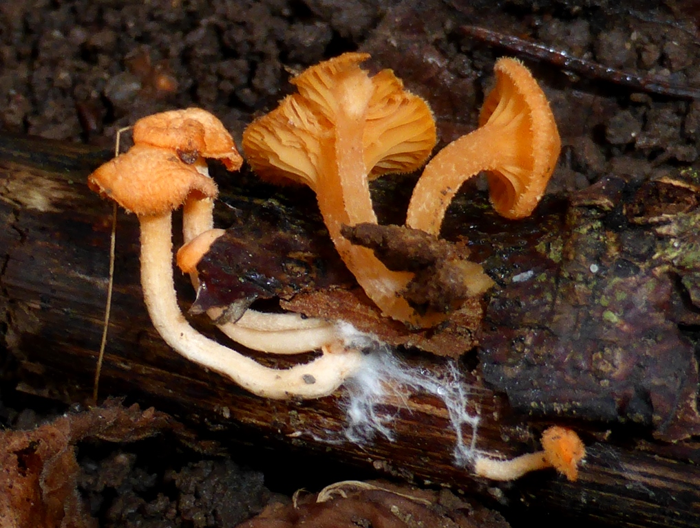 Haasiella-venustissima-Orangegelber-Goldnabeling-Stuttgarter-Pilz-Stuttgart-Pilzfhrungen-Pilzseminare-bestimmen