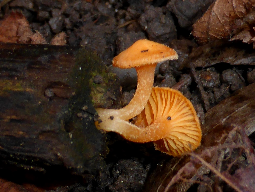 Haasiella-venustissima-Orangegelber-Goldnabeling-Stuttgarter-Pilz-Stuttgart-Pilzfreunde-bestimmen