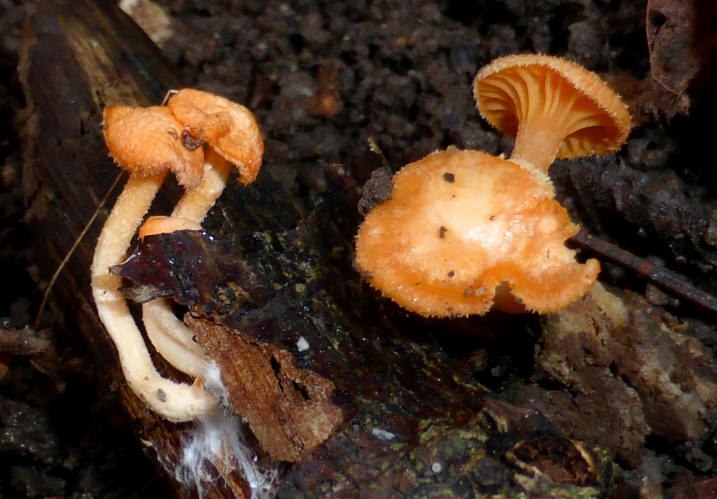 Haasiella-venustissima-Orangegelber-Goldnabeling-Stuttgarter-Pilz-Stuttgart-Pilzkurs-bestimmen