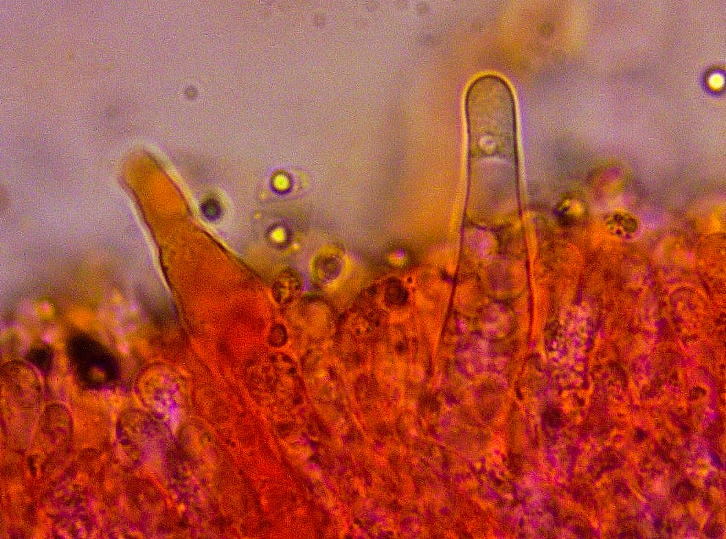 Hydropus pseudotenax 18 Auerbachtal Cheilozystiden Kongo NH3 Mikroskopierkurs Krieglsteiner Pilzschule Schwaebischer Wald