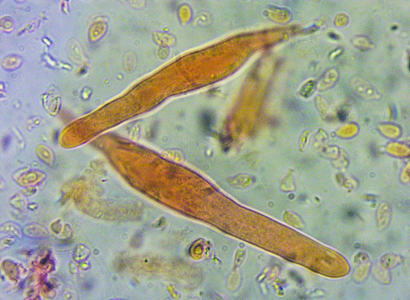 Hydropus pseudotenax 22 Kleinsporiger Wasserfuss Pleurozystiden Kongo NH3 Quetschpraeparat Mikroskopierkurs Pilzschule Schwaebischer Wald