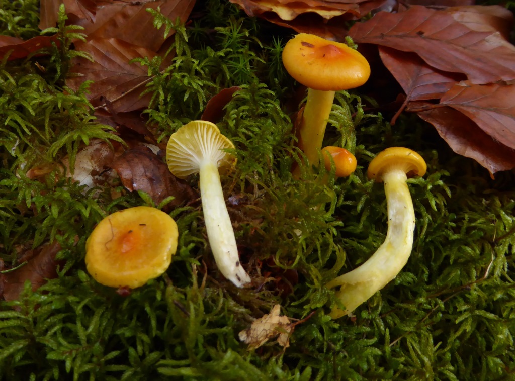 Hygrophorus-speciosus-lucorum-aureus-Österreich-Kärnten-Lärche-Kiefer-Larix-Pinus