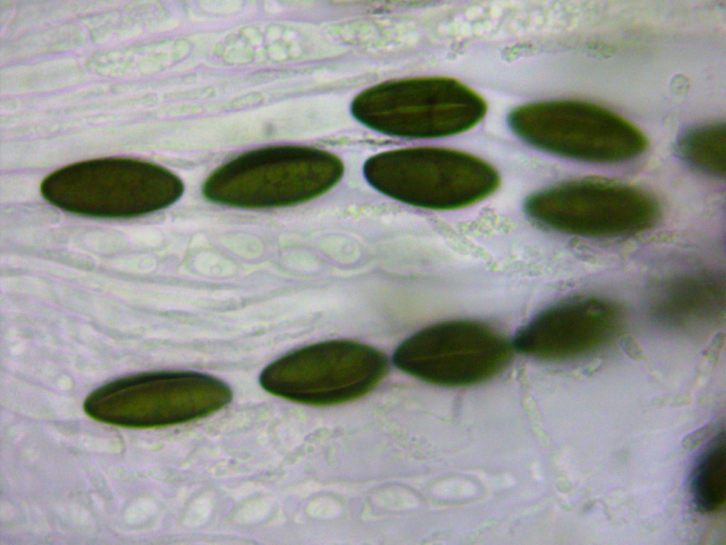 Hypoxylon vogesiacum Sporen Keimspalt gro dunkel Xylariales Vogesen Kohlenbeere Mikroskop