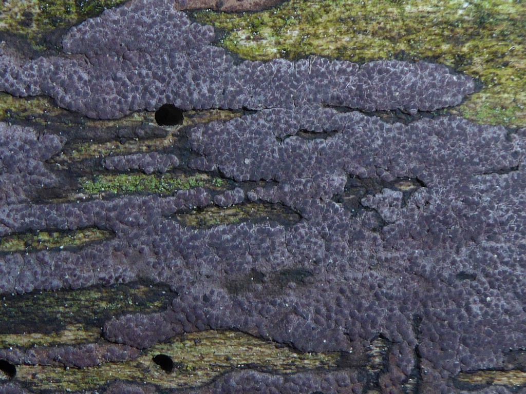 Hypoxylon vogesiacum Vogesen Kohlenbeere Perithezien Ostioli Muendungen violett Stromata Xylariales Ulmus glabra Bergulme Tobel