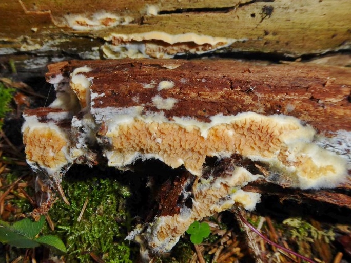 Leucogyrophana mollusca Weiche Gewebehaut Pfaelzer Wald Rheinland Pfalz Picea Holz Forst Krieglsteiner