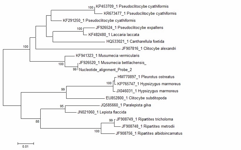 Musumecia-bettlachensis-DNA-Sequenzierung-Katharina-Krieglsteiner-Pilzschule-Schwaebischer-Wald-Clitocybe-alexandri-Buchsblaettriger-Trichterling