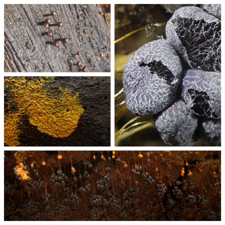 Myxo-Collage-3-Badhamia-utricularis-Monster-Trichia-botrytis-Myxo-Schleimpilz