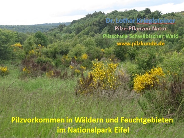 Nationalpark-Eifel-Pilze-Kartierung-Nordrhein-Westfalen