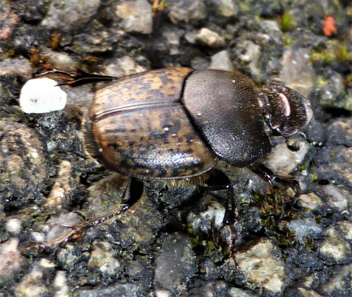 Onthophagus coenobita Kotkfer Moechs Blatthornkaefer Scarabaeidae Naturgarten Artenvielfalt Spraitbach Brunnenweg ohne Gift ohne Duenger