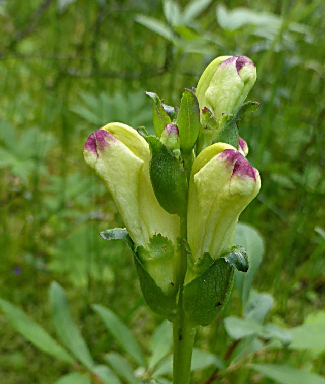 Pedicularis sceptrum carolinum 2 Karlszepter Laeusekraut Halbschmarotzer Wachtelweizen Klappertopf Augentrost Eiszeitrelikt Krieglsteiner Pilze Pflanzen Natur Feldmykologe