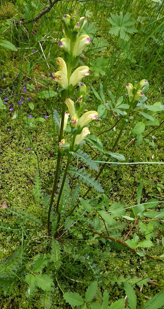 Pedicularis sceptrum carolinum Karlszepter Laeusekraut Halbschmarotzer Eiszeitrelikt Schweden Jamtland Bjuralven Zeigerpflanzen Pilzvorkommen Pilzschule Krieglsteiner Feldmykologe Botanik