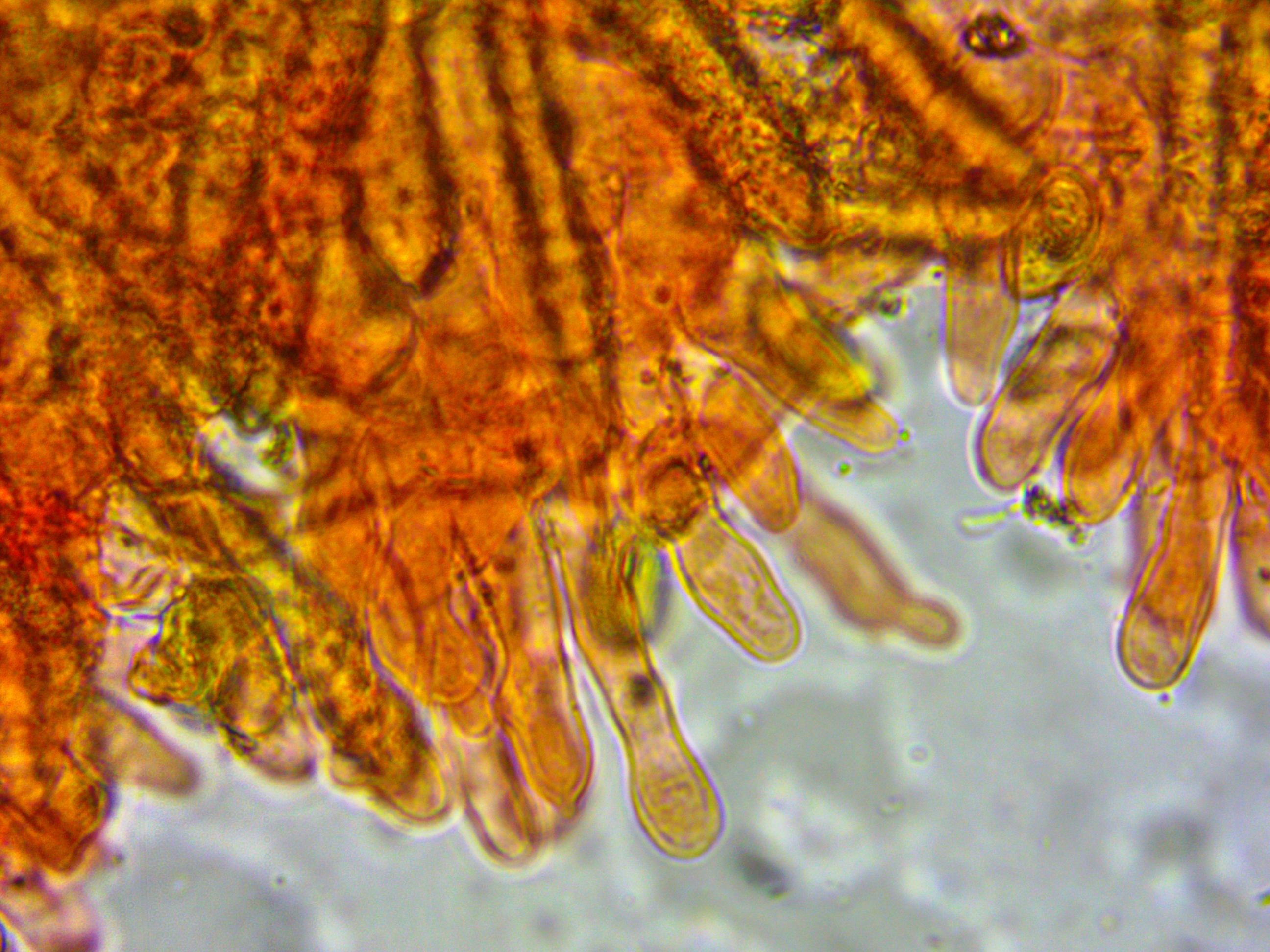 Phaeomarasmius rimulincola Cheilozystiden Braunsporer Portugal Algarve corticol Borke Rinde winzig