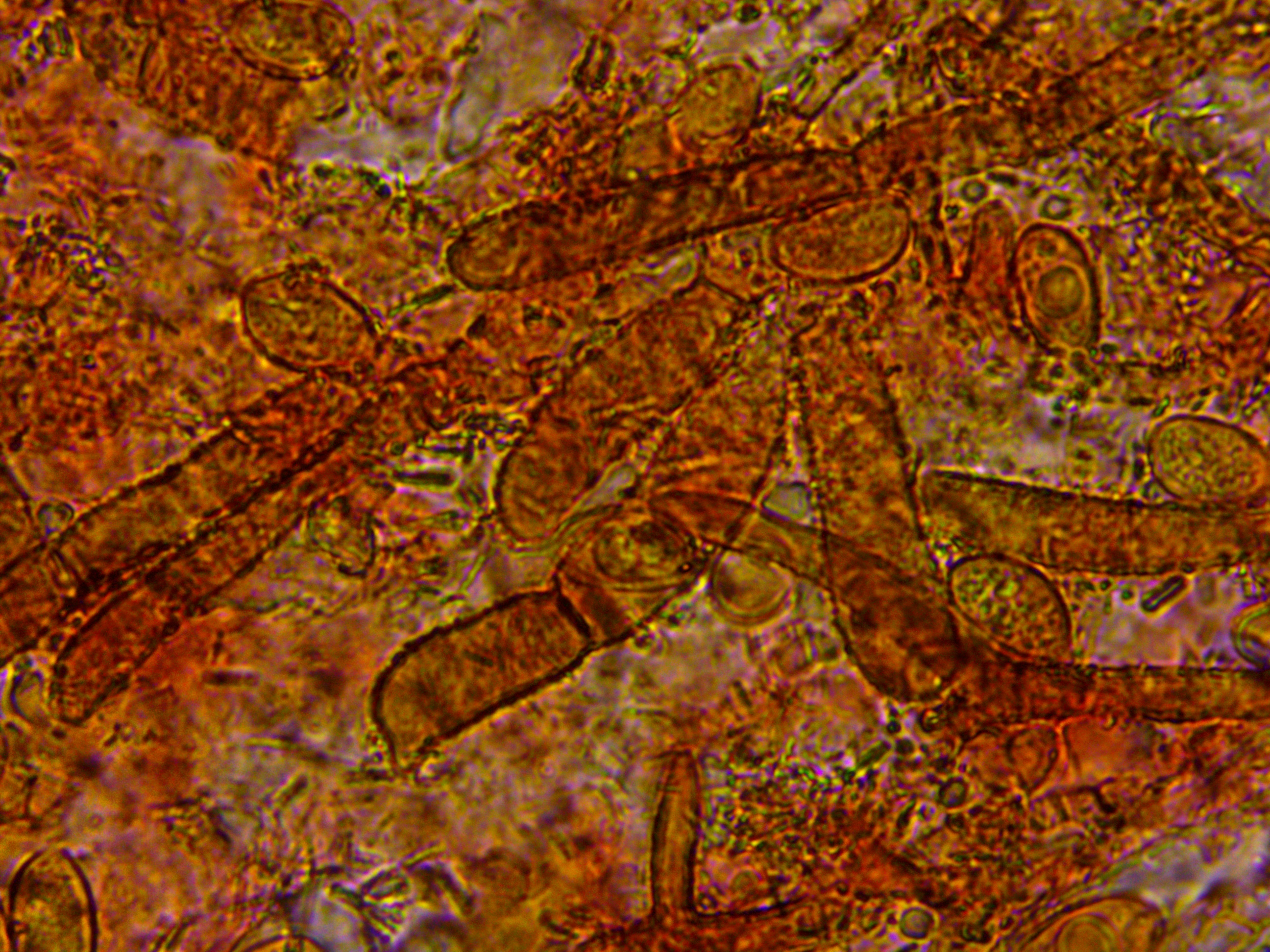 Phaeomarasmius rimulincola Huthaut Zellen inkrustiert Portugal Algarve Loule Borke Eiche Quercus ilex